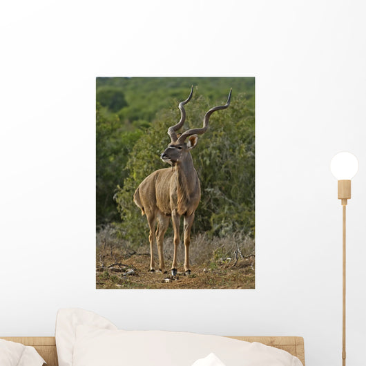 One Of the Largest Kudus Ever Recorded Wall Mural