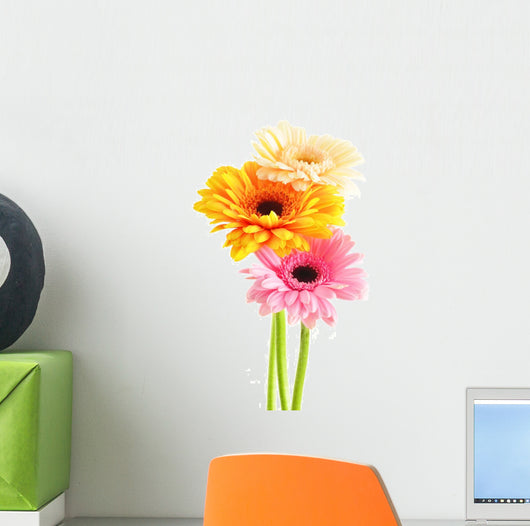 Composition with three gerberas isolated on white