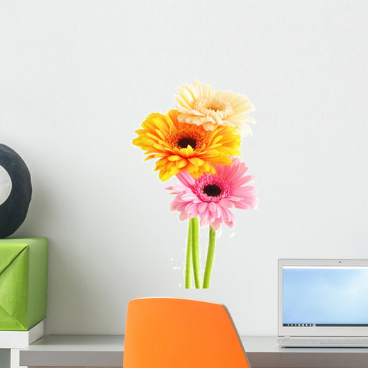 Composition with three gerberas isolated on white