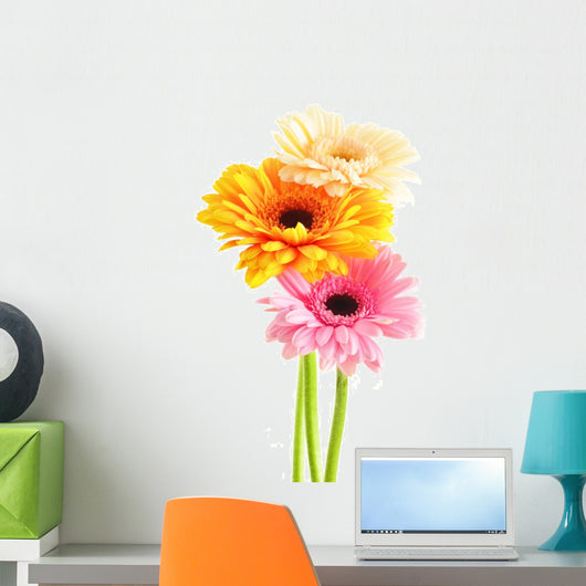 Composition with three gerberas isolated on white