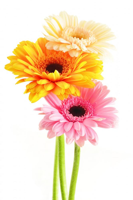 Composition with three gerberas isolated on white