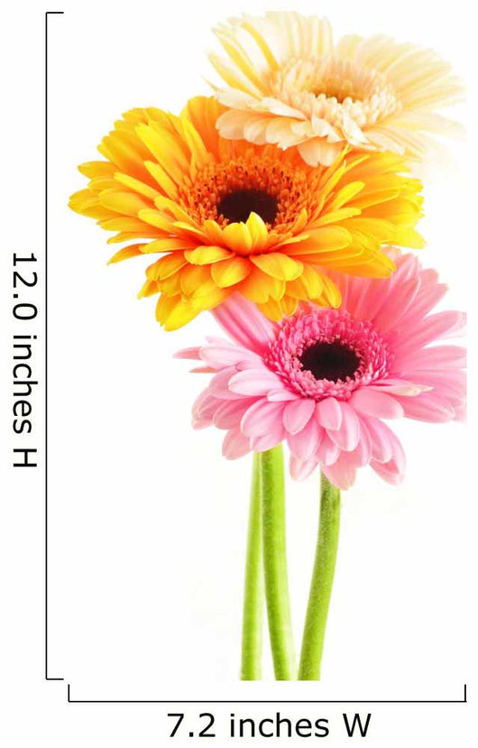 Composition with three gerberas isolated on white