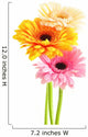 Composition with three gerberas isolated on white
