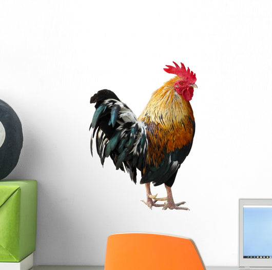 Thailand Male Chicken Rooster Isolated on White Background