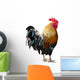 Thailand Male Chicken Rooster Isolated on White Background