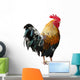 Thailand Male Chicken Rooster Isolated on White Background