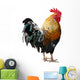 Thailand Male Chicken Rooster Isolated on White Background