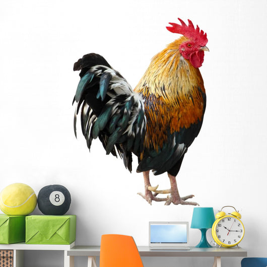 Thailand Male Chicken Rooster Isolated on White Background