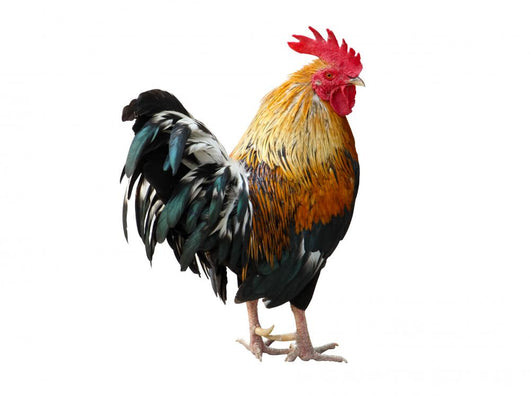 Thailand Male Chicken Rooster Isolated on White Background