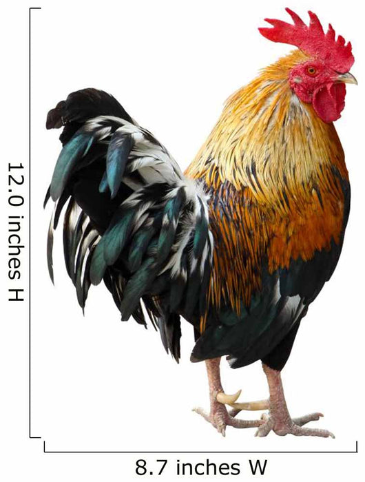 Thailand Male Chicken Rooster Isolated on White Background