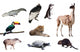 Fauna of South America Wall Decal