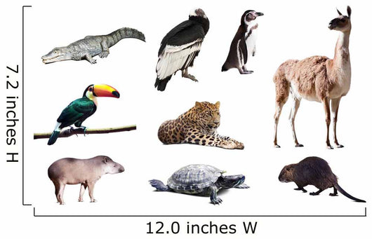 Fauna of South America Wall Decal