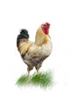 rooster Wall Mural