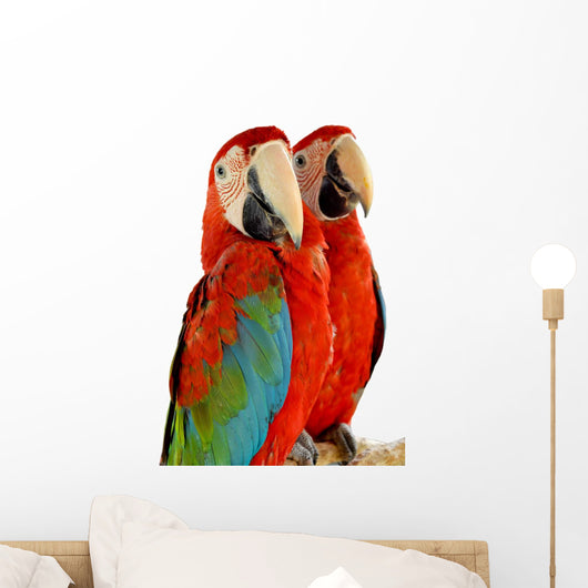 Green-winged Macaw