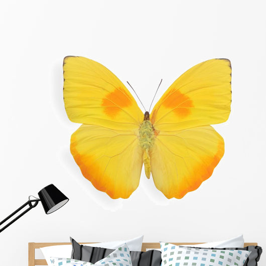 Yellow butterfly isolated on white