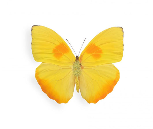 Yellow butterfly isolated on white