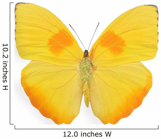 Yellow butterfly isolated on white