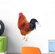 Beautiful Rooster Isolated on White Background