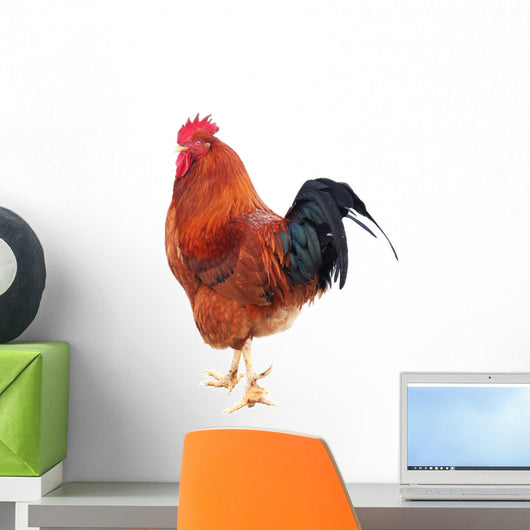 Beautiful Rooster Isolated on White Background