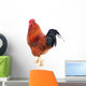 Beautiful Rooster Isolated on White Background