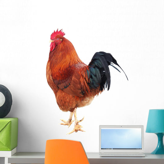 Beautiful Rooster Isolated on White Background