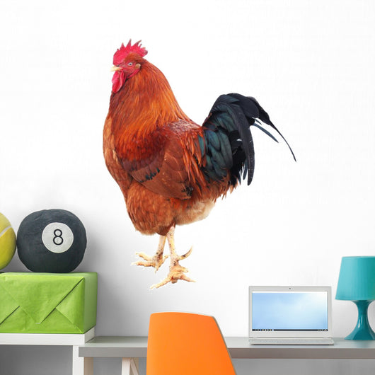 Beautiful Rooster Isolated on White Background