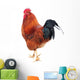 Beautiful Rooster Isolated on White Background