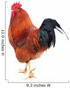 Beautiful Rooster Isolated on White Background