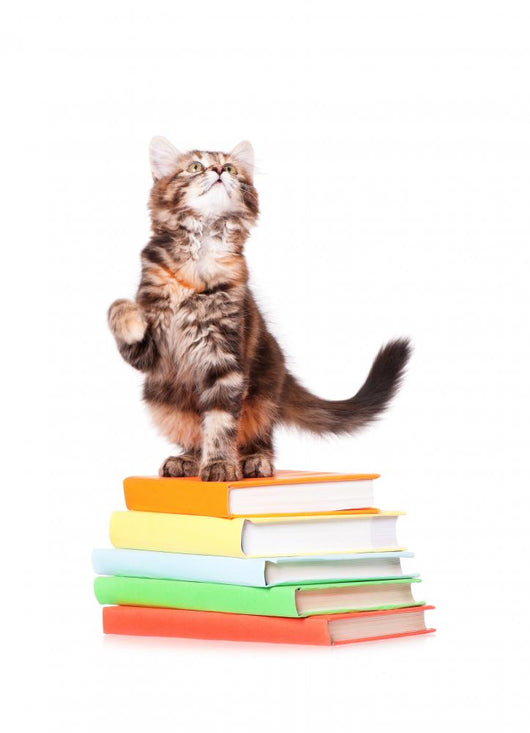Kitten with books Wall Decal