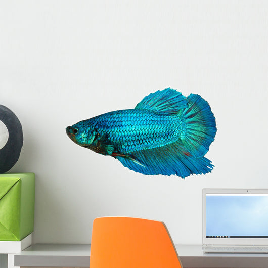 siamese fighting fish , betta isolated on white background