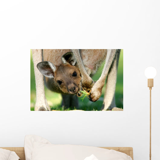 Australian Kangaroos