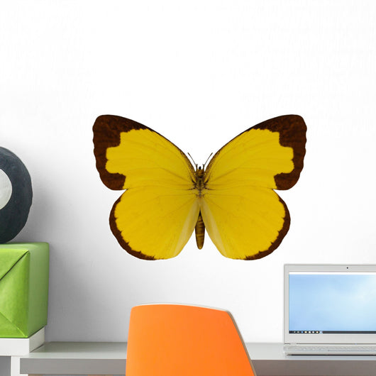Chocolate Grass Yellow Butterfly