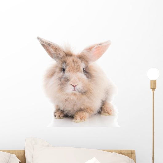 Kleines Kaninchen Freisteller
