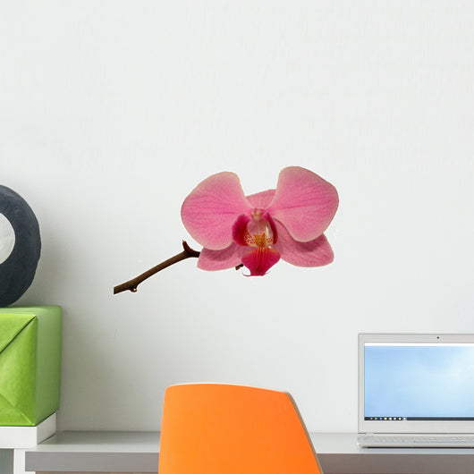 Orchid Isolated