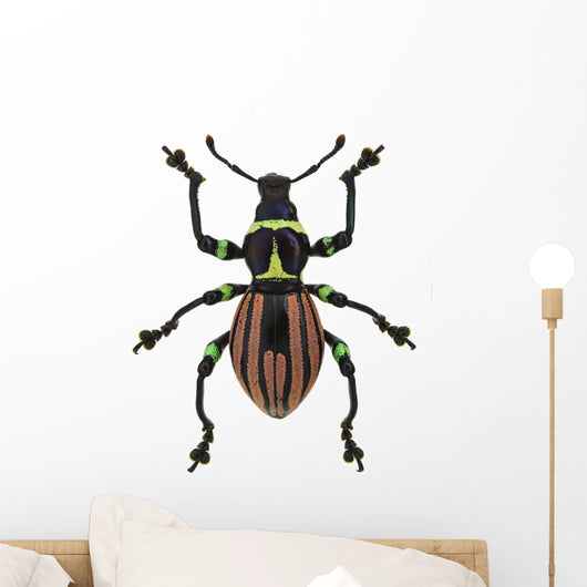 Exotic Weevil Pachyrhynchus Loheri