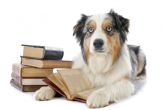 Australian Shepherd and Books Wall Decal