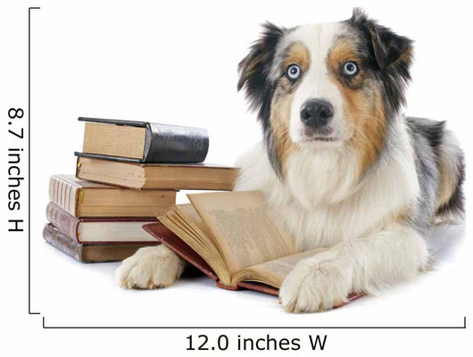 Australian Shepherd and Books Wall Decal