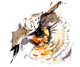 bird's eye Wall Decal