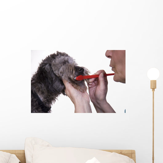 Brushing a Dogs Teeth Promotes Canine Health