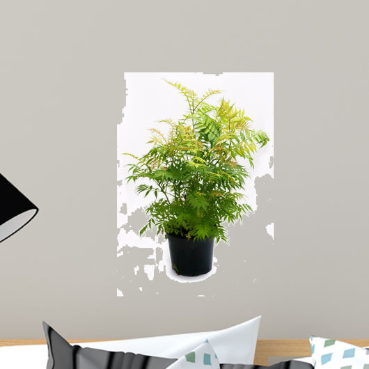 Sorbaria sorbifolia Sem
