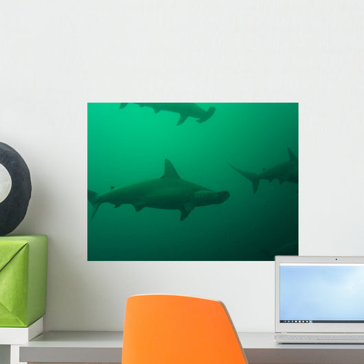 Hammerheads Wall Mural