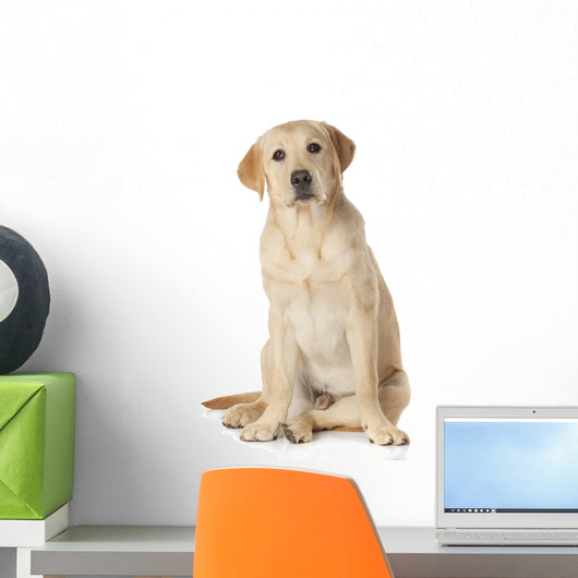 Beautiful Labrador Retriever Isolated on White Background