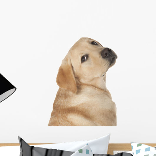 Beautiful Labrador Retriever Isolated on White Background Wall Decal