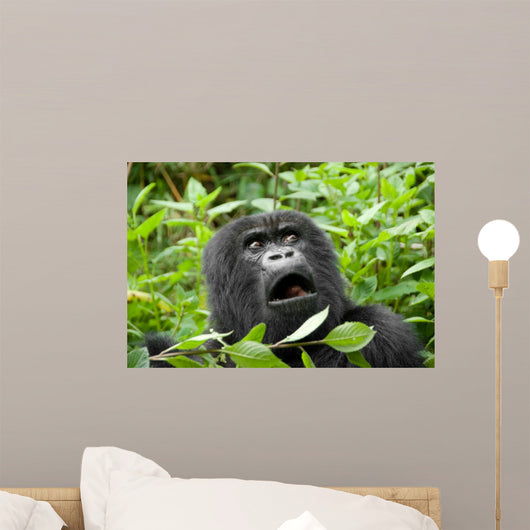Mountain Gorilla in Volcano National Park (Rwanda)