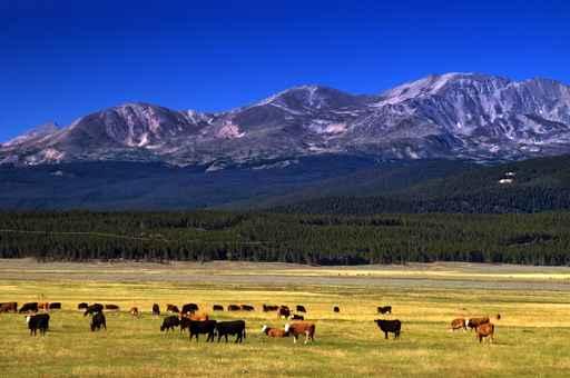 Cattle among Colorado Mountains Wall Decal