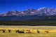 Cattle among Colorado Mountains Wall Decal