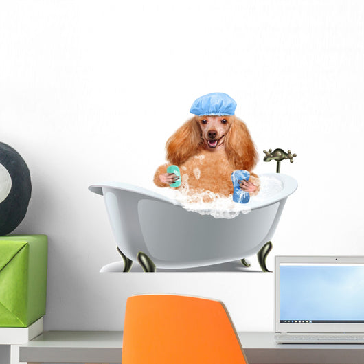 Dog washes