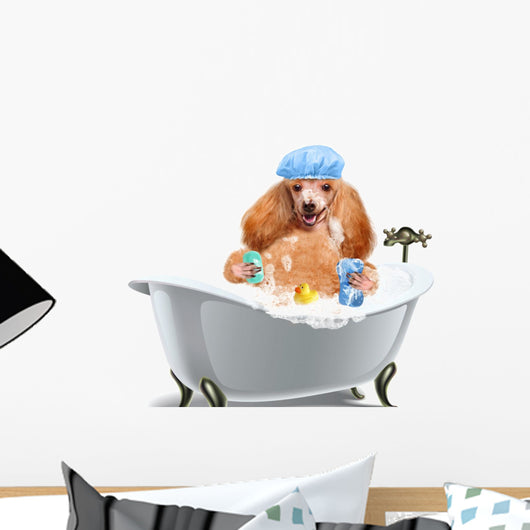Dog Washes