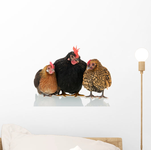 Old Biddies Chickens Wall Decal