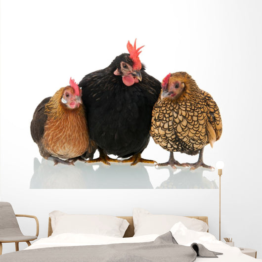 Old Biddies Chickens Wall Decal